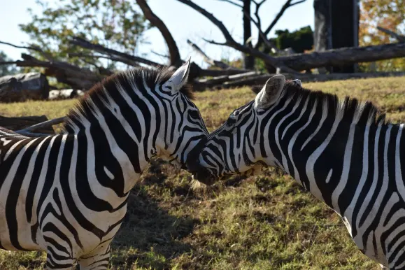 LunarSlots Cazino Cazinou Suport